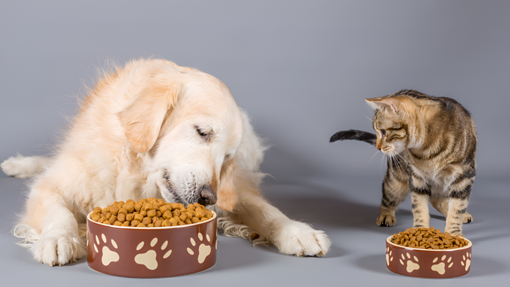 Pet Feeding Essentials for Healthy Pets