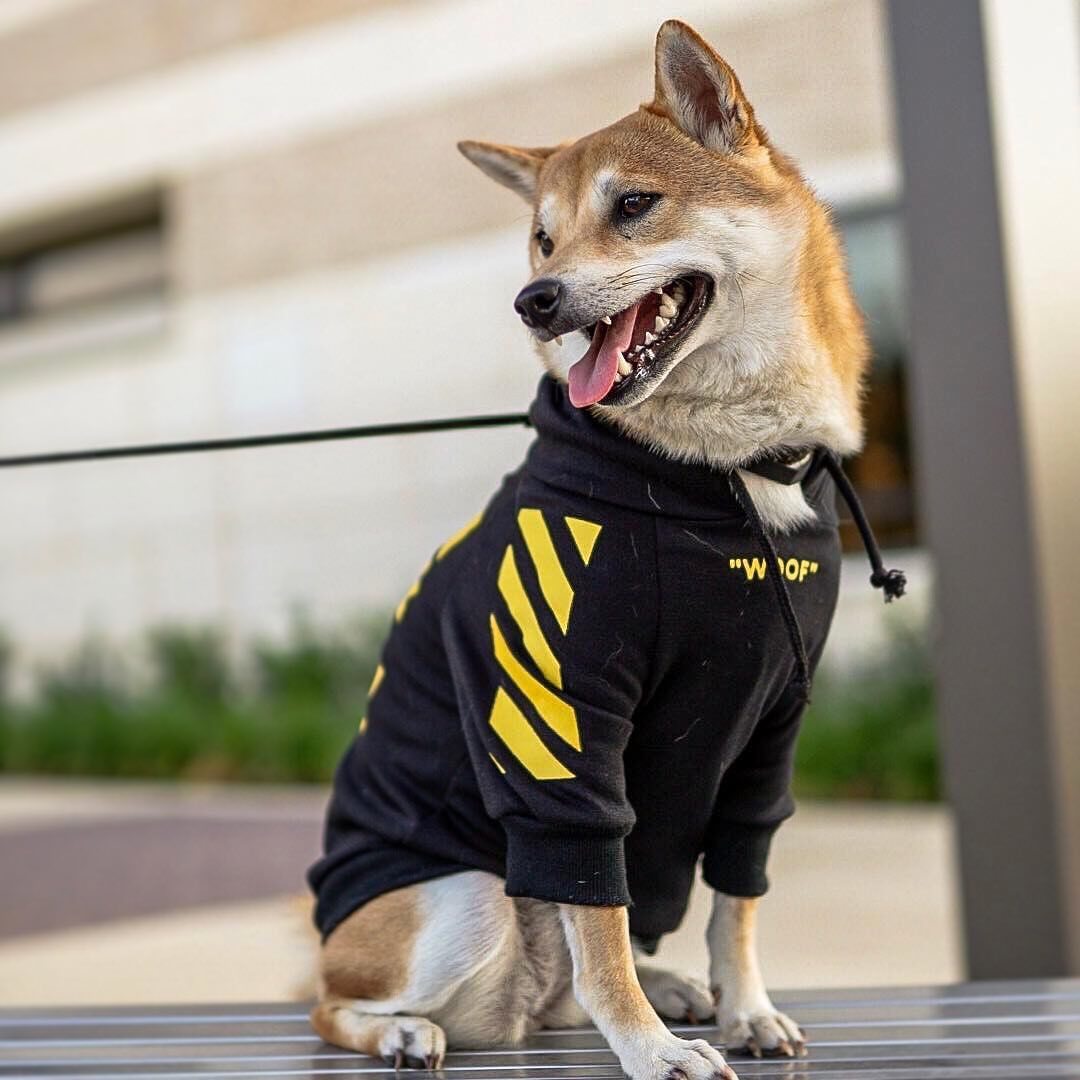 Pet Fashion Three Stripe Winter Sports Sweater Outfit