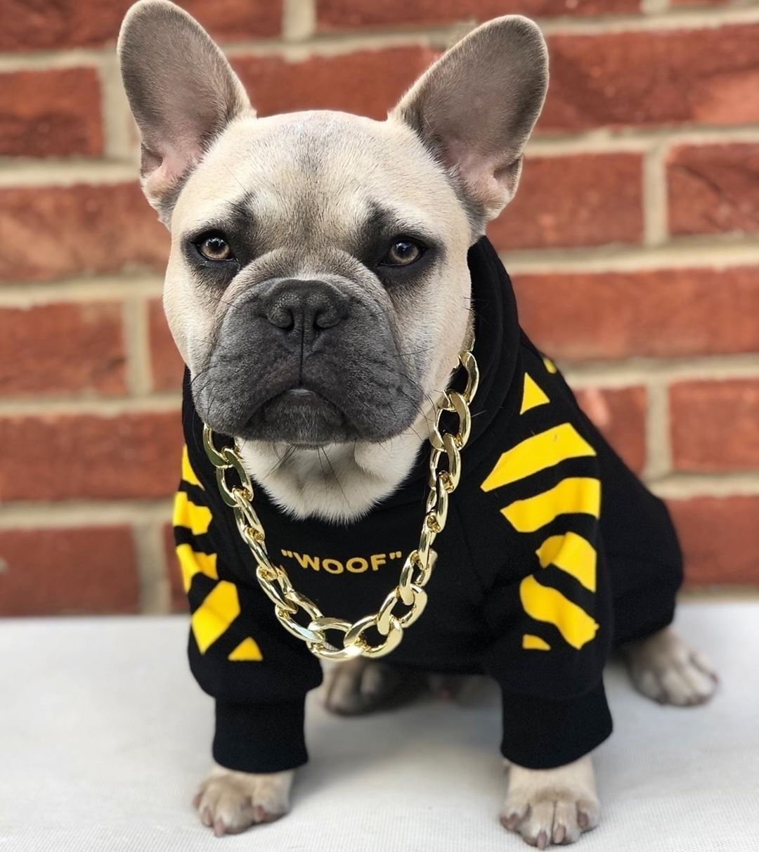 Pet Fashion Three Stripe Winter Sports Sweater Outfit
