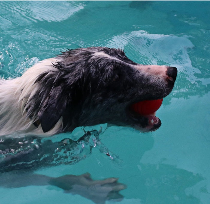 Pet Bouncy Rubber Ball Bite Resistant Durable Chew Toy