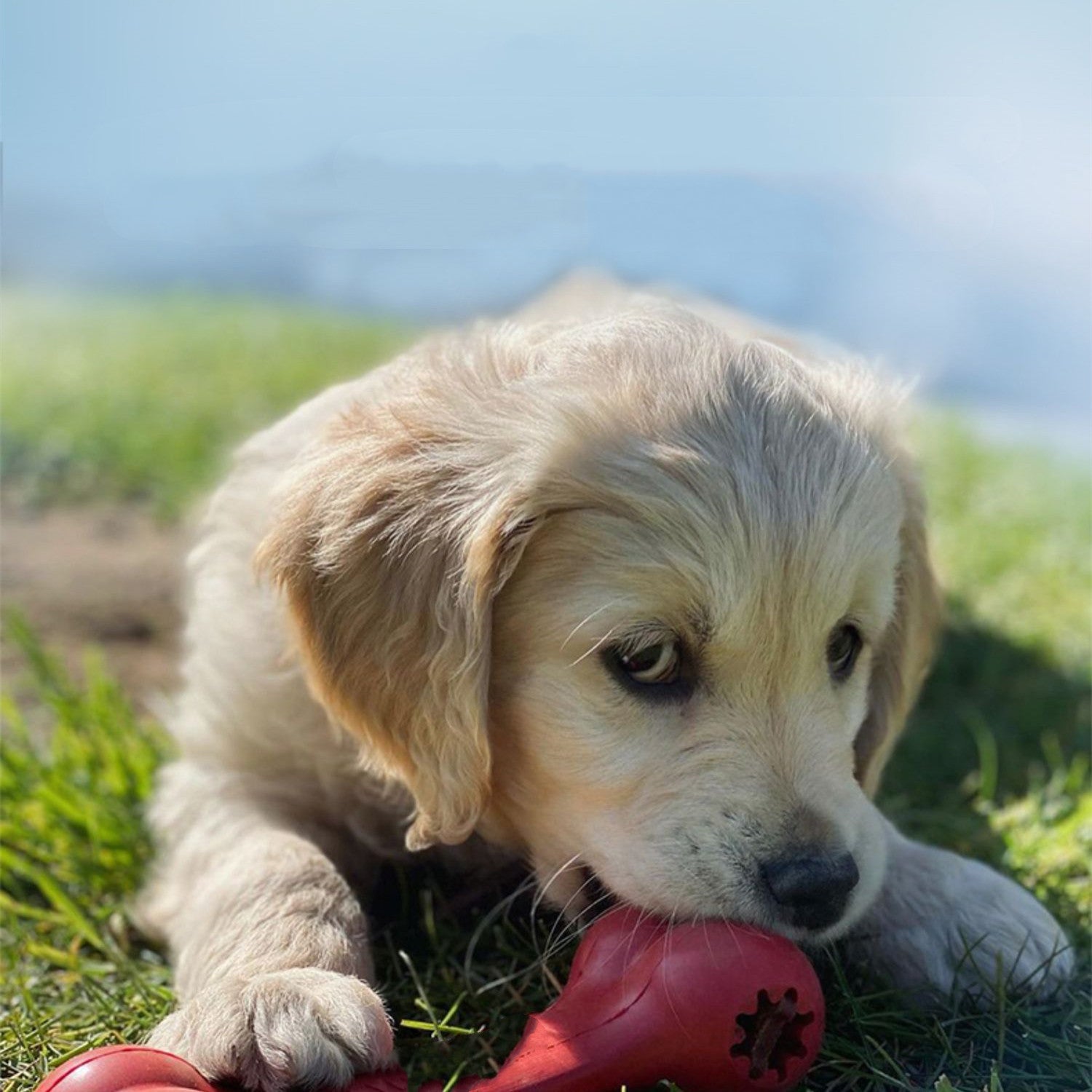 Pet Rubber Chew Toy Durable Bite Resistant Grinding Toy